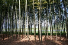 대나무, bamboo, 식물, plant, 섬진강대숲길, 사진,이미지,일러스트,캘리그라피 - 막강철다리작가 크라우드픽 - 저작권 걱정 없는 상업용 이미지