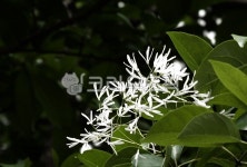 꽃, 잎, 나무, 꽃잎, 이팝나무, 사진,이미지,일러스트,캘리그라피 - hong0319작가 크라우드픽 - 저작권 걱정 없는 상업용 이미지