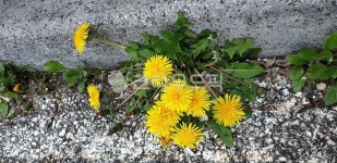 plant, 식물, 민들레, 꽃, 홀씨, 사진,이미지,일러스트,캘리그라피 - 아메치스작가 크라우드픽 - 저작권 걱정 없는 상업용 이미지