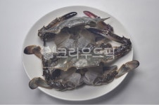 seafood, 해물, 꽃게, 게, crab, 사진,이미지,일러스트,캘리그라피 - 수하기먹신작가 크라우드픽 - 저작권 걱정 없는 상업용 이미지