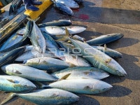 fish, 물고기, 해양생물, 방어, 바다고기, 사진,이미지,일러스트,캘리그라피 - urangg작가 크라우드픽 - 저작권 걱정 없는 상업용 이미지