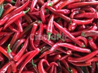 고추, 김장, 농장, 자연, 농산물, 사진,이미지,일러스트,캘리그라피 - cake작가 크라우드픽 - 저작권 걱정 없는 상업용 이미지