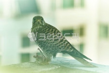 animal, 동물, bird, 새, 매, 사진,이미지,일러스트,캘리그라피 - hasun97작가 크라우드픽 - 저작권 걱정 없는 상업용 이미지