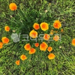 자연, 생명, 힐링, 봄날, 야생화, 사진,이미지,일러스트,캘리그라피 - 사공오팬트리작가 크라우드픽 - 저작권 걱정 없는 상업용 이미지