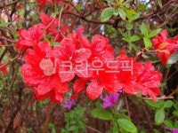plant, 식물, blossom, 철쭉, 붉은, 사진,이미지,일러스트,캘리그라피 - 작은새작가 크라우드픽 - 저작권 걱정 없는 상업용 이미지
