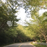 도로, 길, 오르막길, 차로, 나무, 사진,이미지,일러스트,캘리그라피 - 쿨척여작가 크라우드픽 - 저작권 걱정 없는 상업용 이미지