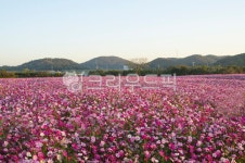 들판, flower, 농장, 경관, red, 사진,이미지,일러스트,캘리그라피 - 순풍작가 크라우드픽 - 저작권 걱정 없는 상업용 이미지