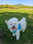 dog, puppy, pup, bichonfrise, minibichonfrise, 사진,이미지,일러스트,캘리그라피 - JJUMAM작가 크라우드픽 - 저작권 걱정 없는... 