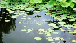 연못, 나뭇잎, 물가, 자연, 힐링, 사진,이미지,일러스트,캘리그라피 - 하얀마음백구작가 크라우드픽 - 저작권 걱정 없는 상업용 이미지