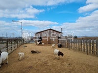 목장, 시골목장, 산양, 한가로운목장, 산양목장, 사진,이미지,일러스트,캘리그라피 - 앙쥬르작가 크라우드픽 - 저작권 걱정 없는 상업용 이미지