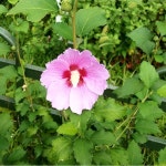 봄, 꽃, 무궁화, 자연, 산책, 사진,이미지,일러스트,캘리그라피 - 푸른하늘작가 크라우드픽 - 저작권 걱정 없는 상업용 이미지