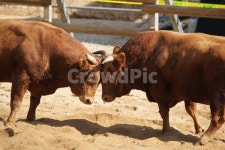 소, 동물, 가축, 황소, animal, 사진,이미지,일러스트,캘리그라피 - 순딩이작가 크라우드픽 - 저작권 걱정 없는 상업용 이미지