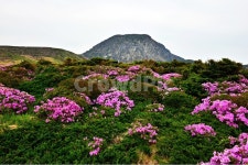 제주, 한라산, 한라산철쭉, 한라산봄, 봄, 사진,이미지,일러스트,캘리그라피 - 영산공작가 크라우드픽 - 저작권 걱정 없는 상업용 이미지
