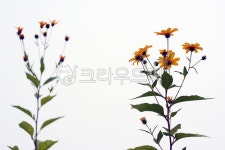 꽃, 돼지감자꽃, 돼지감자, 야생화, 들꽃, 사진,이미지,일러스트,캘리그라피 - 시대작가 크라우드픽 - 저작권 걱정 없는 상업용 이미지