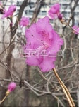 참꽃, 진달래, 꽃, 식물, flower, 사진,이미지,일러스트,캘리그라피 - 햇님공주작가 크라우드픽 - 저작권 걱정 없는 상업용 이미지