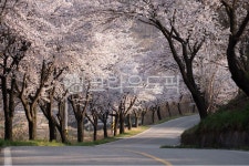 벚꽃, 벚꽃나무, 벚꽃길, 꽃길, 산책로, 사진,이미지,일러스트,캘리그라피 - pobiris작가 크라우드픽 - 저작권 걱정 없는 상업용 이미지