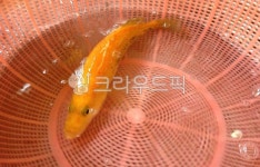 쏘가리, 민물고기, 황쏘가리, 매운탕, 낚시, 사진,이미지,일러스트,캘리그라피 - 팔호작가 크라우드픽 - 저작권 걱정 없는 상업용 이미지