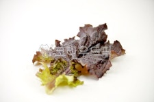 상추, 채소, 쌈, 식재료, 음식, 사진,이미지,일러스트,캘리그라피 - 깨비선생작가 크라우드픽 - 저작권 걱정 없는 상업용 이미지