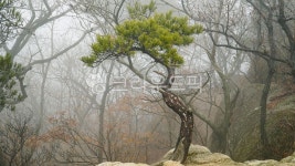 안개, 소나무, 한그루, 잎, 녹색, 사진,이미지,일러스트,캘리그라피 - 웅장작가 크라우드픽 - 저작권 걱정 없는 상업용 이미지