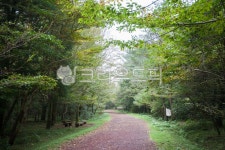 제주도, 사려니숲길, 숲, 숲길, 산책로, 사진,이미지,일러스트,캘리그라피 - leekom작가 크라우드픽 - 저작권 걱정 없는 상업용 이미지