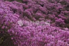 꽃, 봄꽃, 진달래, 두견화, 진달래꽃, 사진,이미지,일러스트,캘리그라피 - Nbug5608작가 크라우드픽 - 저작권 걱정 없는 상업용 이미지