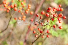 찔레꽃나무, wildrose, 찔레꽃열매, 열매, 씨방, 사진,이미지,일러스트,캘리그라피 - anima작가 크라우드픽 - 저작권 걱정 없는 상업용 이미지