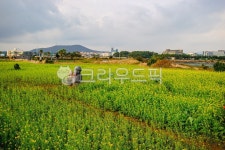 제주도, 하루방, 유채꽃, 자연, nature, 사진,이미지,일러스트,캘리그라피 - 꿈꾸는아빠작가 크라우드픽 - 저작권 걱정 없는 상업용 이미지