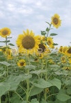 꽃, flower, 해바라기, sunflower, 꽃잎, 사진,이미지,일러스트,캘리그라피 - 나현햇살작가 크라우드픽 - 저작권 걱정 없는 상업용 이미지
