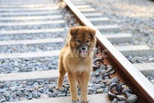 강아지, 철길, 누렁이, 동물, 반려동물, 사진,이미지,일러스트,캘리그라피 - 아빠정영화작가 크라우드픽 - 저작권 걱정 없는 상업용 이미지