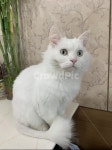 고양이, 터키쉬앙고라, 하얀고양이, cat, turkishangora, 사진,이미지,일러스트,캘리그라피 - Nthegirl1116작가 크라우드픽 - 저작권 걱정... 