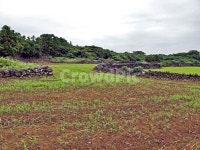 김녕농로, 돌담, 제주, 올레19코스, 올레길, 사진,이미지,일러스트,캘리그라피 - Deep bLUE작가 크라우드픽 - 저작권 걱정 없는 상업용 이미지