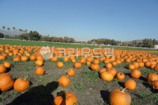 호박, pumpkin, 할로윈, 추수감사절, 농장, 사진,이미지,일러스트,캘리그라피 - Cool Moon작가 크라우드픽 - 저작권 걱정 없는 상업용 이미지