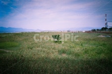 plant, 식물, grass, 잔디, outdoors, 사진,이미지,일러스트,캘리그라피 - JOOJI작가 크라우드픽 - 저작권 걱정 없는 상업용 이미지