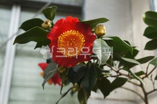 동백꽃, 동백꽃수술, 겨울꽃, 동백아가씨, 빨간꽃, 사진,이미지,일러스트,캘리그라피 - 에버그린작가 크라우드픽 - 저작권 걱정 없는 상업용 이미지