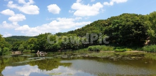 용인민속촌, 풍경, 구름, 나무, 자연, 사진,이미지,일러스트,캘리그라피 - 아프로뒤테 작가 크라우드픽 - 저작권 걱정 없는 상업용 이미지