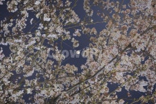 벚꽃, 꽃, cherryblossom, flower, 달, 사진,이미지,일러스트,캘리그라피 - HoyaJoon작가 크라우드픽 - 저작권 걱정 없는 상업용 이미지