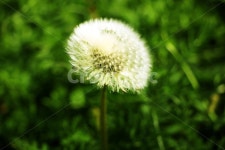 민들레, 봄, 색감, 자연, 감성, 사진,이미지,일러스트,캘리그라피 - RuEssay작가 크라우드픽 - 저작권 걱정 없는 상업용 이미지