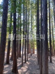 나무, tree, 편백나무, 편백숲, plant, 사진,이미지,일러스트,캘리그라피 - Lapeach작가 크라우드픽 - 저작권 걱정 없는 상업용 이미지