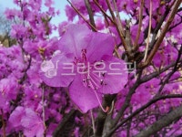 purple, 보라, flower, 꽃, petal, 사진,이미지,일러스트,캘리그라피 - skks작가 크라우드픽 - 저작권 걱정 없는 상업용 이미지