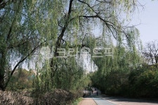 tree, 나무, 버드나무, willow, 봄, 사진,이미지,일러스트,캘리그라피 - action7작가 크라우드픽 - 저작권 걱정 없는 상업용 이미지