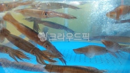 오징어, 해산물, 수산물, 바다생물, 활오징어, 사진,이미지,일러스트,캘리그라피 - space작가 크라우드픽 - 저작권 걱정 없는 상업용 이미지
