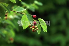 식물, plant, 채진목, 열매, 씨앗, 사진,이미지,일러스트,캘리그라피 - benjamin작가 크라우드픽 - 저작권 걱정 없는 상업용 이미지