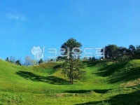 산, 언덕, 나무, 하늘, 푸른하늘, 사진,이미지,일러스트,캘리그라피 - 자연산돌문어작가 크라우드픽 - 저작권 걱정 없는 상업용 이미지