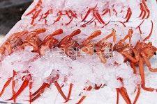 홍게, 게, 수산물, 수산시장, 시장, 사진,이미지,일러스트,캘리그라피 - 함께사는세상작가 크라우드픽 - 저작권 걱정 없는 상업용 이미지