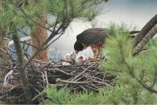 새홀리기, 맹금류, 조류, 둥지, 가족, 사진,이미지,일러스트,캘리그라피 - 순딩이작가 크라우드픽 - 저작권 걱정 없는 상업용 이미지