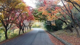 road, 도로, 나무, tree, 거리, 사진,이미지,일러스트,캘리그라피 - 모산작가 크라우드픽 - 저작권 걱정 없는 상업용 이미지