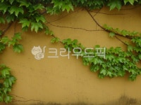 leaf, 잎, vine, 덩굴, 벽, 사진,이미지,일러스트,캘리그라피 - 영수길작가 크라우드픽 - 저작권 걱정 없는 상업용 이미지