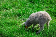목장, 파란하늘, 숲, 들판, 목초지, 사진,이미지,일러스트,캘리그라피 - 집시작가 크라우드픽 - 저작권 걱정 없는 상업용 이미지