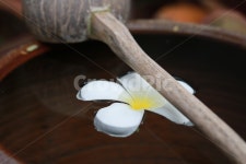 물동이, 꽃잎, flower, petal, 꽃, 사진,이미지,일러스트,캘리그라피 - Romanobkk작가 크라우드픽 - 저작권 걱정 없는 상업용 이미지