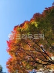 단풍, leaf, maple, 잎, tree, 사진,이미지,일러스트,캘리그라피 - Bro99작가 크라우드픽 - 저작권 걱정 없는 상업용 이미지